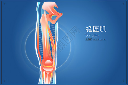 缝匠肌正面观医疗插画图片