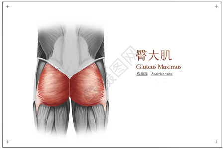 腰腿臀大肌医疗插画插画