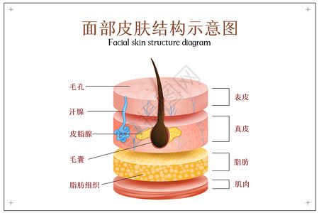 真皮靠椅皮肤结构分层示意图插画