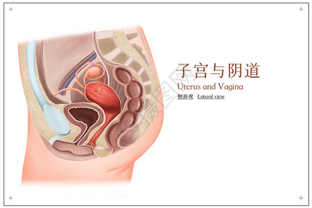 女性臀部子宫与阴道侧面观医疗插画插画