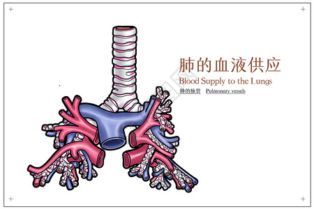 肺的血液供应医疗插画高清图片