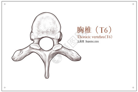 胸椎（T6）上面观医疗插画高清图片