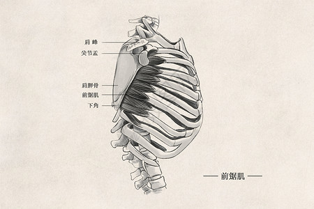 锯人体胸部肌肉组织插画