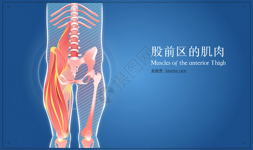 股前区的肌肉前面观医疗插画图片