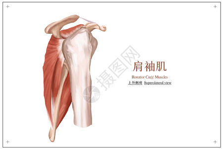 腰部酸痛肩袖肌上外侧观医疗插画插画