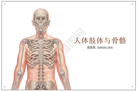 腹肌健身器人体肢体及骨骼正面观医疗插画插画