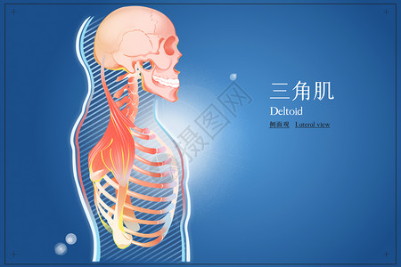 三角肌侧面观医疗插画高清图片