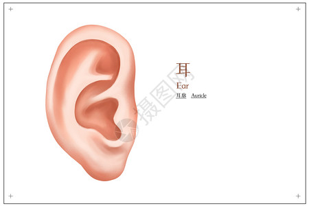 人体头部耳朵耳廓医疗插画插画
