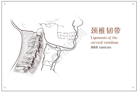 颈椎骨骼颈椎韧带侧面观医疗插画插画