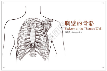 胸部胸壁的骨骼前面观医疗插画图片
