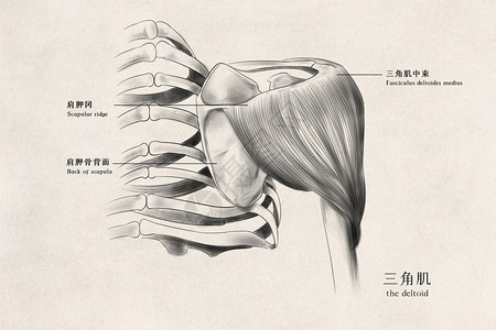 肩周疼痛三角肌医用人体插画插画