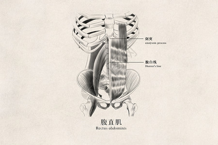 腹肌健身器腹直肌医用人体插画插画