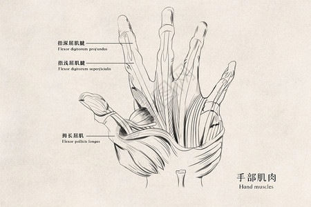 手部肌肉医用人体插画背景图片