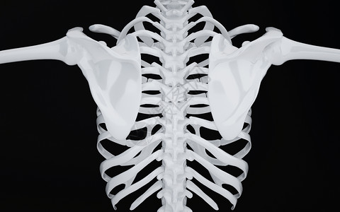 人体肩胛骨脊柱场景图片