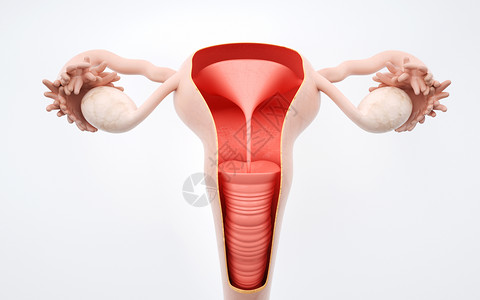 关爱子宫人体女性子宫剖面结构设计图片