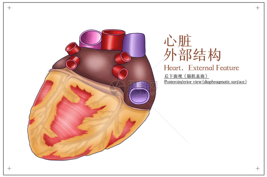 心脏外部结构后下面观医疗插画图片