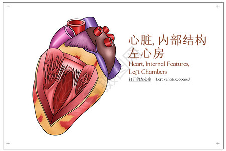 心脏病日心脏内部结构左心房医疗插画插画