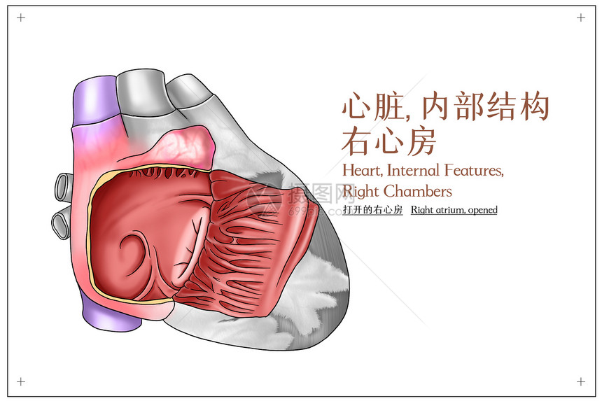 心脏内部结构右心房（打开的右心房）医疗插画图片