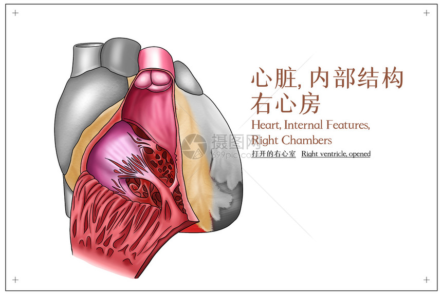 心脏内部结构右心房医疗插画图片