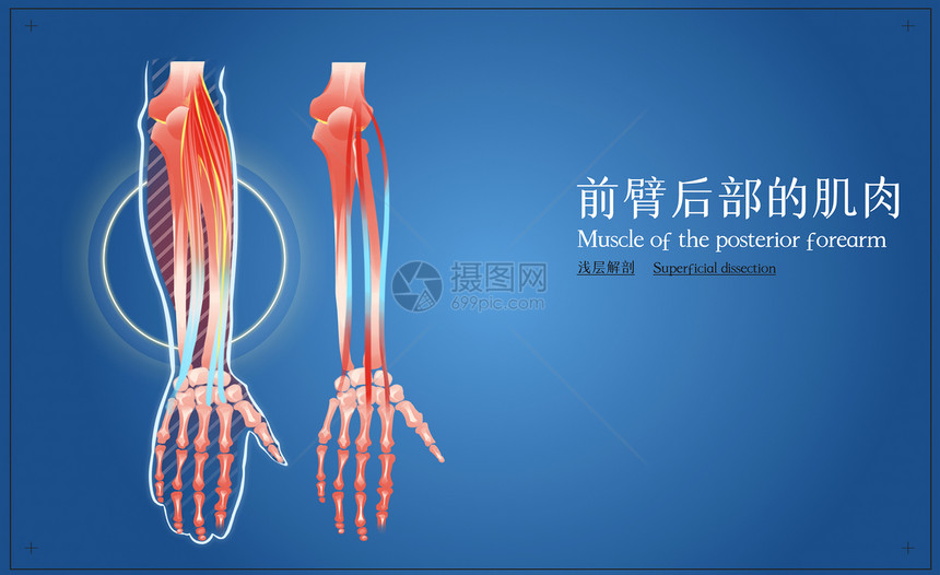 前臂后部肌肉浅层解剖图片