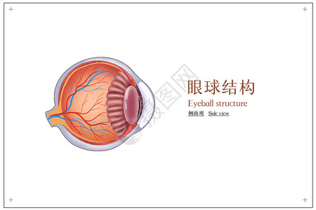 眼球结构人体解剖医疗插画图片