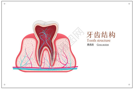 医疗神经牙齿结构横截面图插画