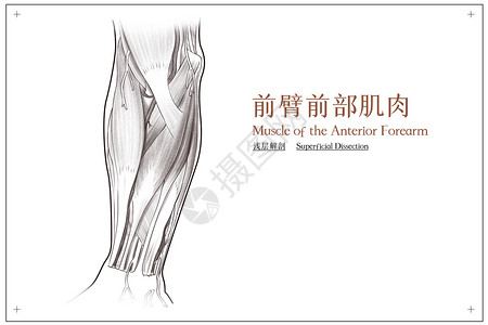 前臂前部肌肉浅层解剖医疗插画背景图片