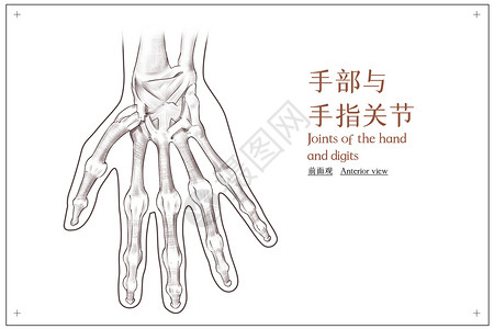 手部与手指的关节前面观医疗插画高清图片