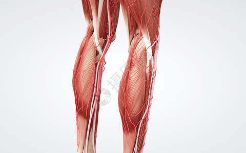 颊肌人体下肢肌肉设计图片