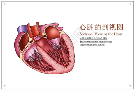 世界心脏病日心脏的剖视图医疗插画插画