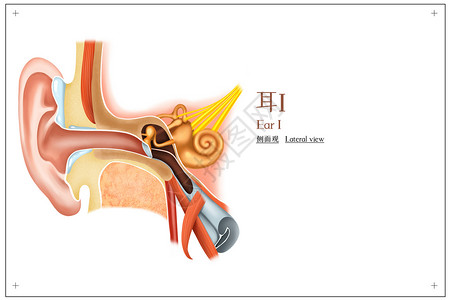 耳的侧面观医疗插画高清图片