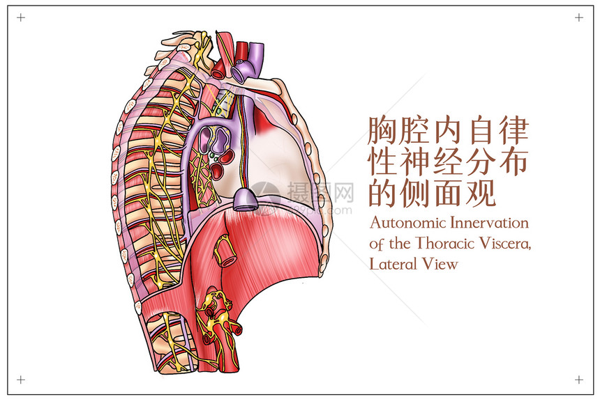 胸腔内自律性神经分布的侧面观医疗插画图片