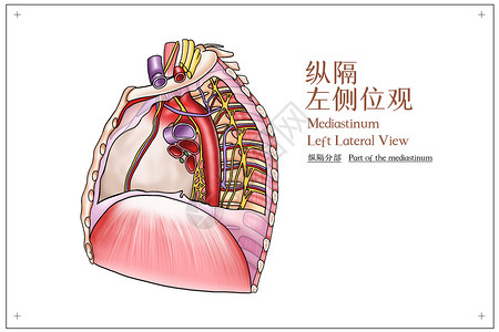 纵隔左侧位观医疗插画高清图片