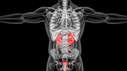 前列腺炎X光人体肾脏场景设计图片