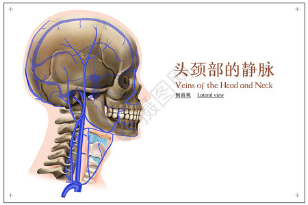 头部血管素材头颈部的静脉侧面观医疗插画插画