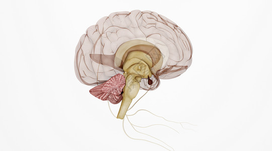内分泌失调人体大脑场景设计图片