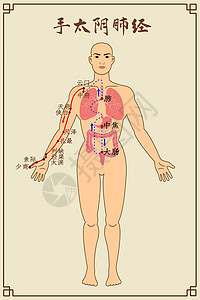 人体经脉图手太阴肺经及穴位插画