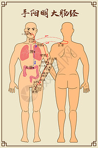 中共十二大手阳明大肠经及穴位插画