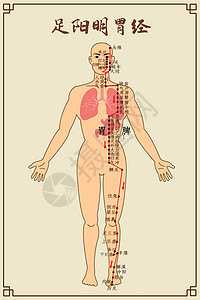 经络理疗足阳明胃经及穴位插画