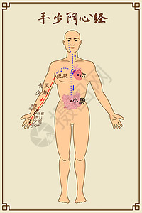 手少阴心经及穴位背景图片
