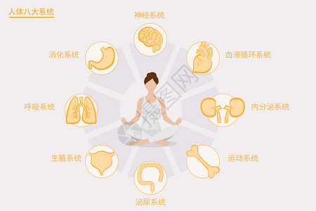 医疗健康人体八大系统矢量插画高清图片