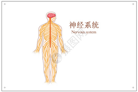 系统解剖人体神经系统医疗插画插画