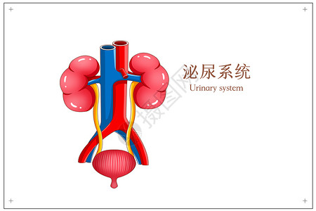 显示taoci泌尿系统医疗插画插画