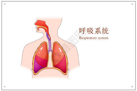 呼吸系统医疗插画背景图片