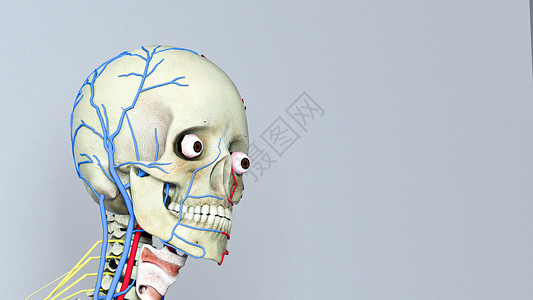 颅脑3D颅骨神经场景设计图片