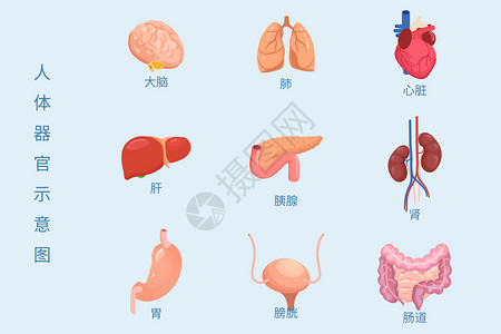 插图矢量医疗健康人体内脏组织器官示意图矢量插图插画