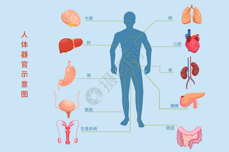 人体器官图医疗健康人体内脏组织器官示意图矢量插图插画