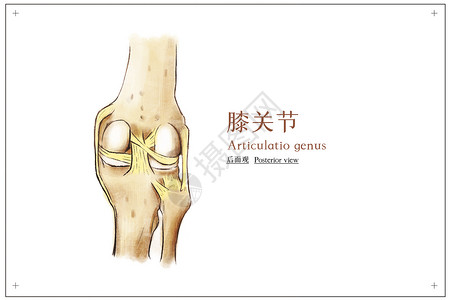 运动疼痛膝关节后面观医疗插画插画