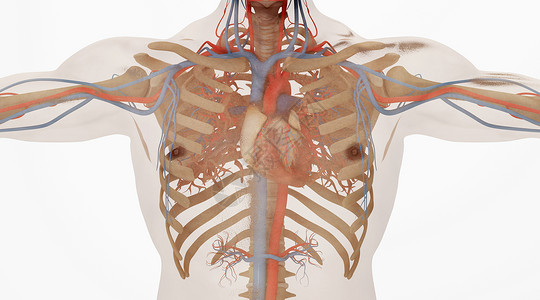人体心脏血管场景图片