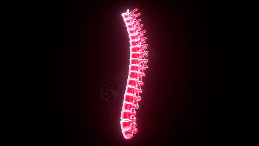 3D人体脊椎骨高清图片